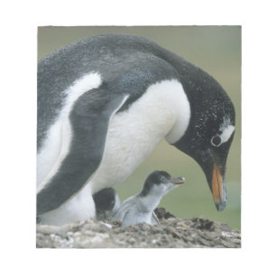 Bloc De Notas Pingüino de Gentoo, (Pygoscelis papua), Islas Malv