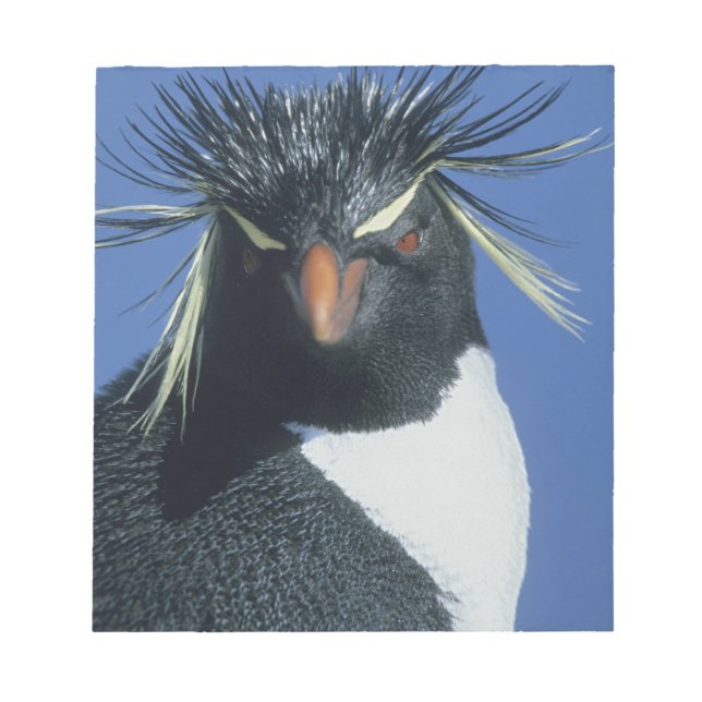Bloc De Notas Pingüino de Rockhopper (crisoven de los Eudyptes) (Frente)