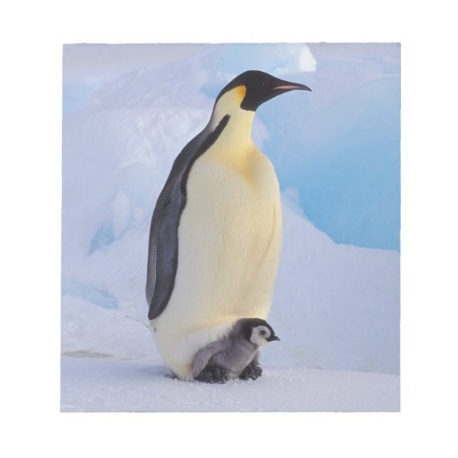 Bloc De Notas Pingüino Emperador | Aptenodytes (Frente)