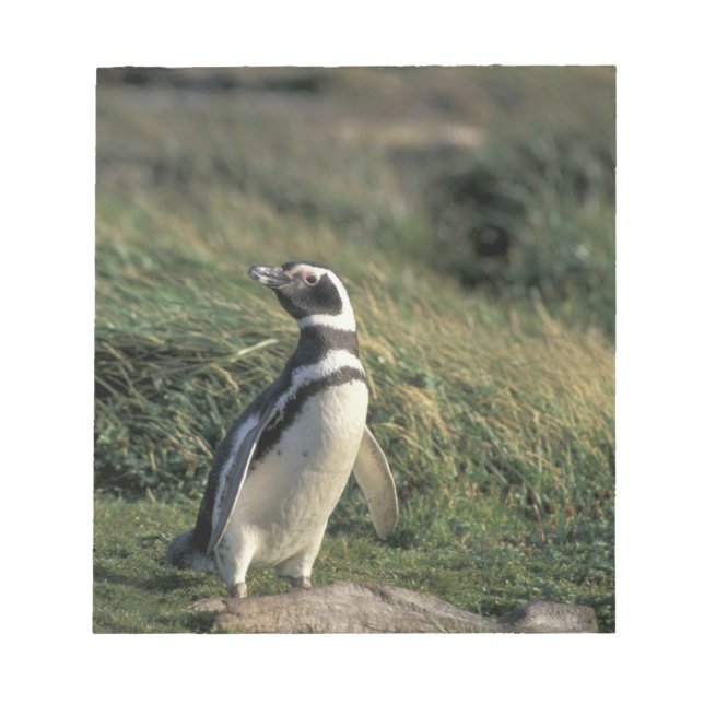 Bloc De Notas Pingüino magelánico (Sfeniscus magellanicus), (Frente)