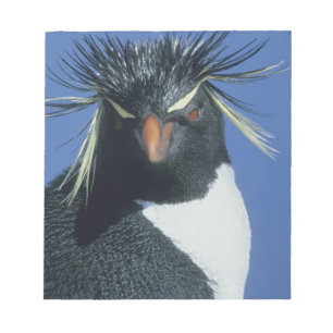 Bloc De Notas Pingüino saltarrocas (Eudyptes chrysocome)