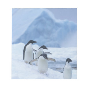 Bloc De Notas Pingüinos Adelia (Pygoscelis adeliae) en hielo,