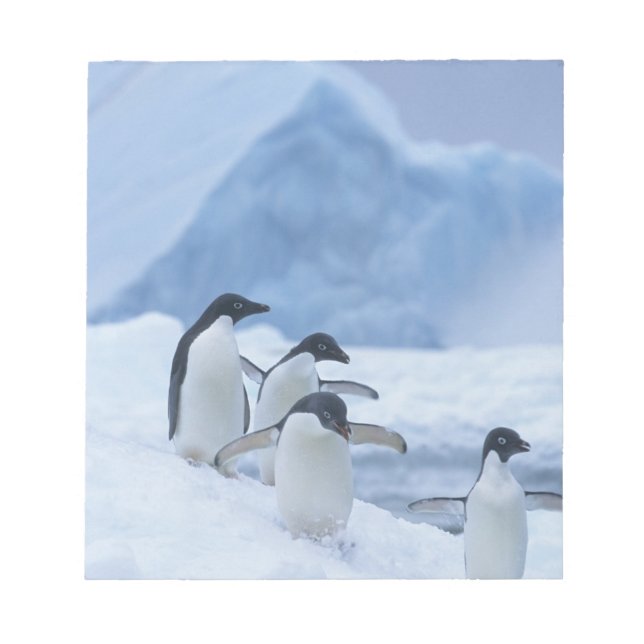 Bloc De Notas Pingüinos Adelia (Pygoscelis adeliae) en hielo, (Frente)