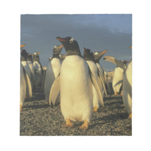 Bloc De Notas Pingüinos de Gentoo, (Pygoscelis papua), Falkland
