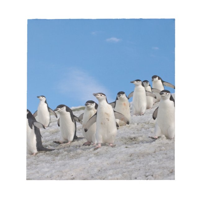 Bloc De Notas Pingüinos de Penacho Amarillo | Pygoscelis Antarct (Frente)