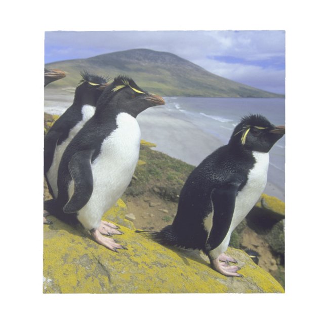Bloc De Notas Pingüinos saltarrocas, (Eudyptes chrysocome), (Frente)