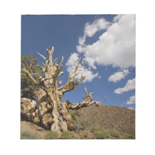 Bloc De Notas Pino Bristlecone en el Bosque Antiguo Bristlecone,