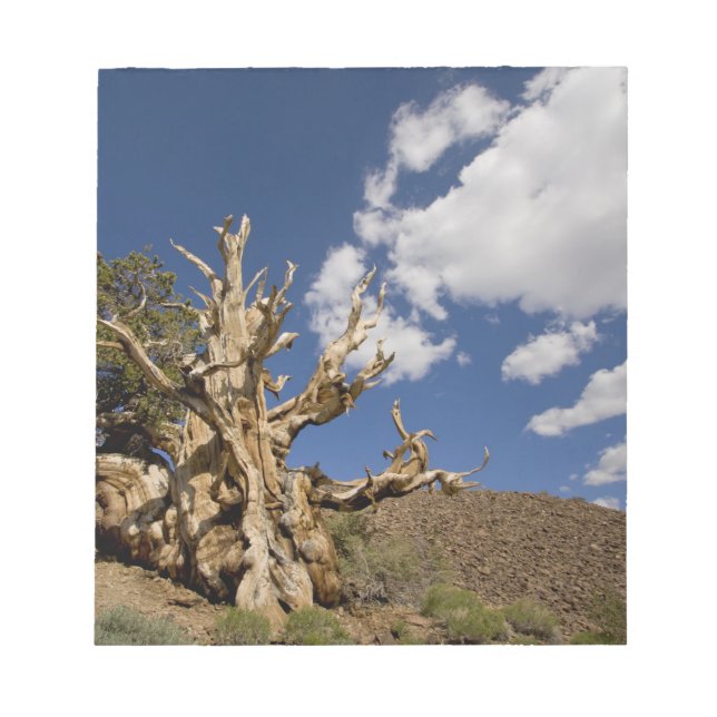 Bloc De Notas Pino Bristlecone en el Bosque Antiguo Bristlecone, (Frente)