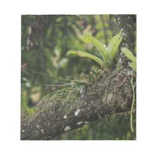 Bloc De Notas Pino Rosa, Bletia purpurea, floreciendo en Mango