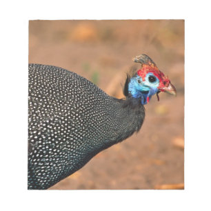 Bloc De Notas Pintada común (Numida meleagris). África,