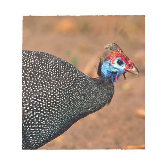 Bloc De Notas Pintada común (Numida meleagris). África, (Frente)