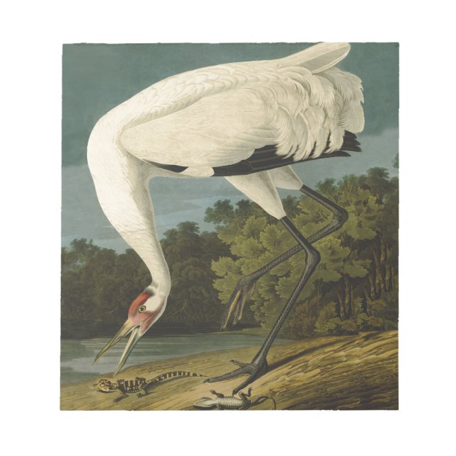 Bloc De Notas Pintura de pájaro de Crane Audubon (Frente)