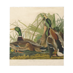Bloc De Notas Pintura de pájaro de Mallard Duck Audubon