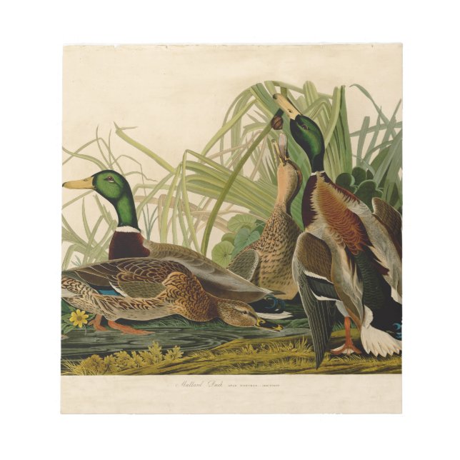 Bloc De Notas Pintura de pájaro de Mallard Duck Audubon (Frente)