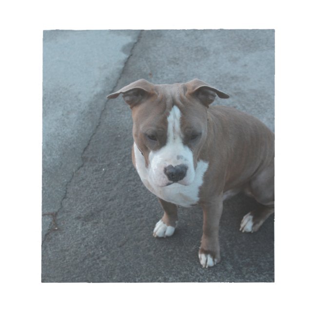 Bloc De Notas Pitbull blanco y gris sobre concreto (Frente)