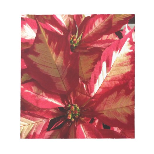 Bloc De Notas Poinsettia rosa (Frente)