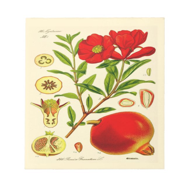Bloc De Notas Pomegranato (Frente)