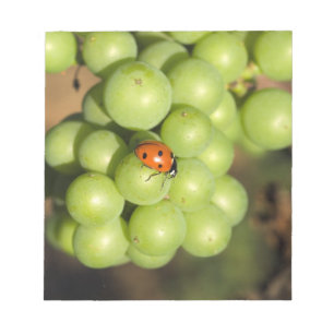 Bloc De Notas Primer plano de mariquita en uvas verdes Pinot Noi
