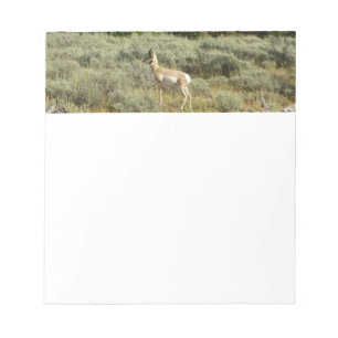 Bloc De Notas Pronghorn en el Parque Nacional de Grand Teton