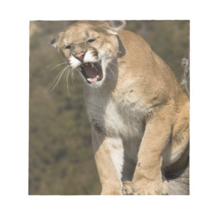 Bloc De Notas Puma o león de montaña, puma concolor, Cautivo -