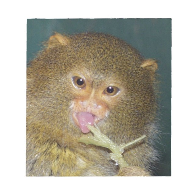 Bloc De Notas pygmymarmoset10x10 (Frente)