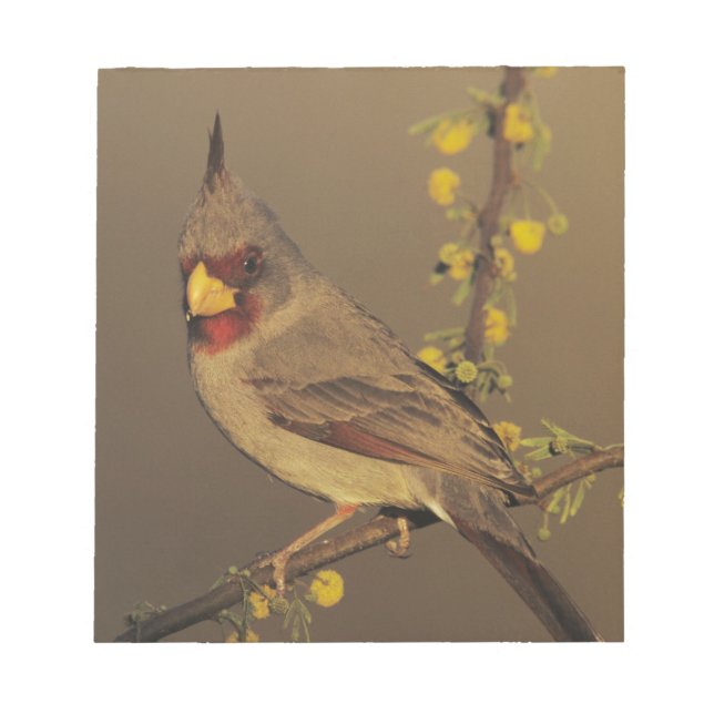 Bloc De Notas Pyrrhuloxia, Cardinalis sinuatus (Frente)