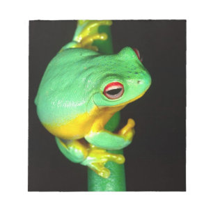 Bloc De Notas Rana arborícola de ojos rojos australiana, Litoria