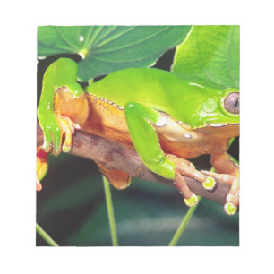 Bloc De Notas Rana arborícola mono gigante bicolor, Phyllomedusa