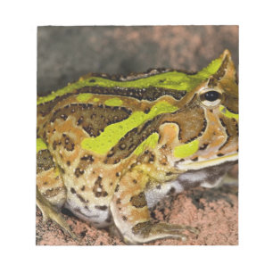 Bloc De Notas Rana cornuda brasileña, Ceratophrys cornuta, Nativ