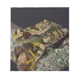 Bloc De Notas Rana de árbol de ojo rojo africana, Leptopelis