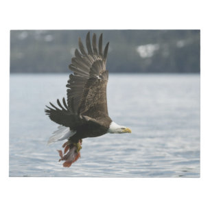 Bloc De Notas Recuperación de peces de águila calva