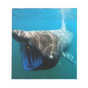 Bloc De Notas Regalos de destino oceánico tropical de los peces