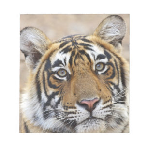 Bloc De Notas Retrato del tigre de Bengala Real, Ranthambhor