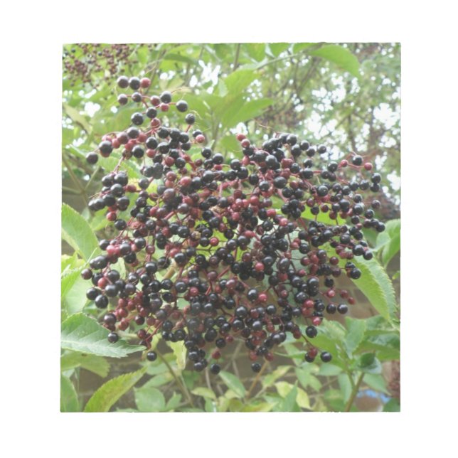 Bloc De Notas Ripening Elderberries Notepad (Frente)