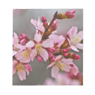 Bloc De Notas Rosa Contra Los Flores De Cerezo Japoneses Con Cie