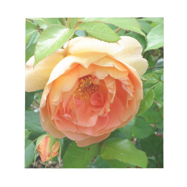 Bloc De Notas Rosa naranja Rubor (Frente)