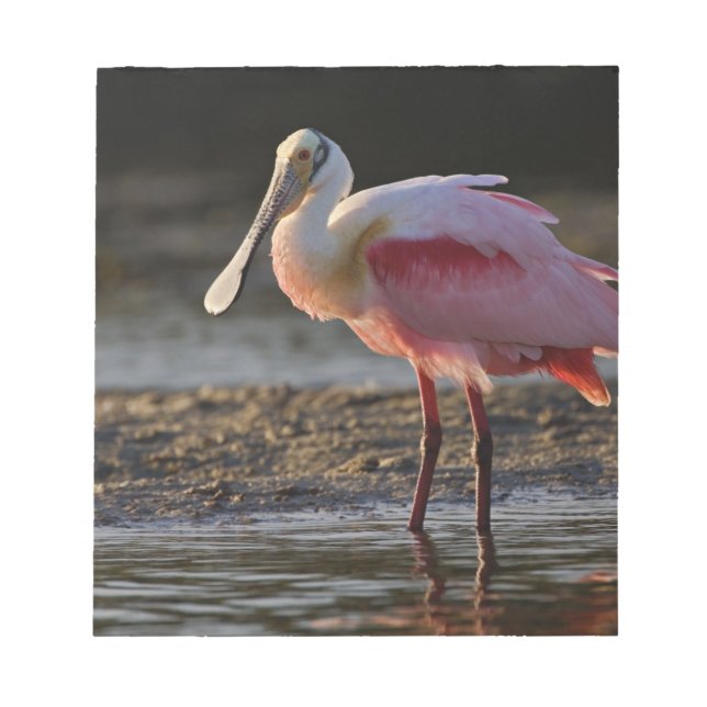 Bloc De Notas Roseate Spoonbill, Ajaia ajaja, Ding Darling (Frente)