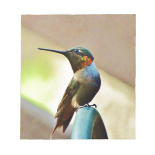Bloc De Notas Ruby encaramado y colibrí verde