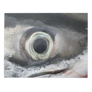 Bloc De Notas Salmon Eye