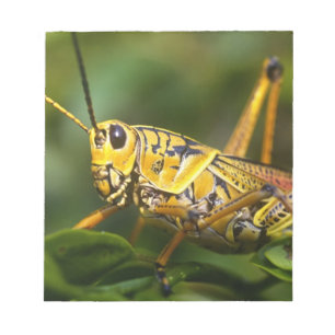Bloc De Notas Saltamontes, Parque Nacional Everglades, Florida,