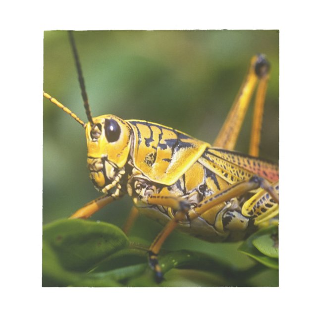 Bloc De Notas Saltamontes, Parque Nacional Everglades, Florida, (Frente)