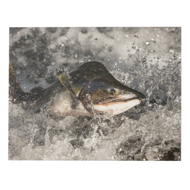 Bloc De Notas Saltando Salmon (Frente)