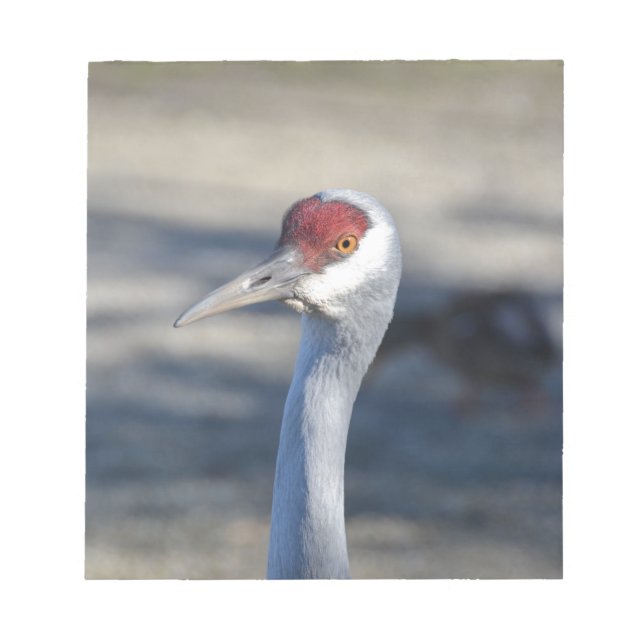 Bloc De Notas Sandhill Crane (Frente)