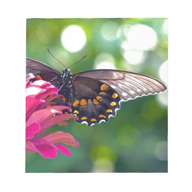 Bloc De Notas Spicebush Swallowtail (Frente)