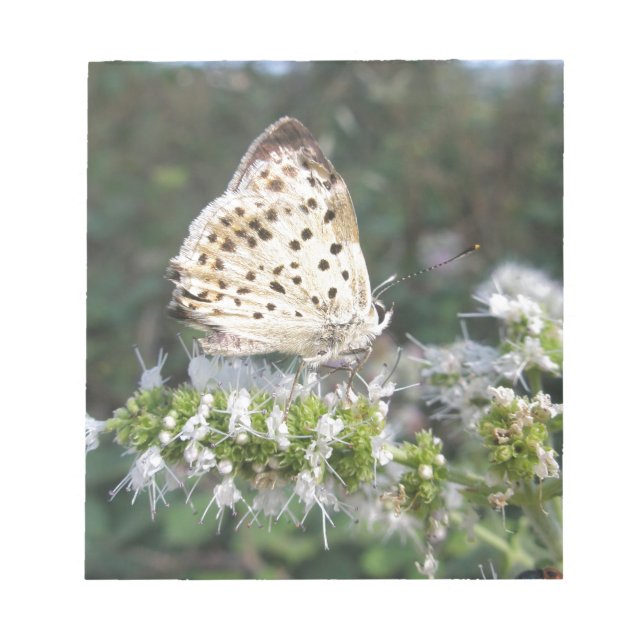 Bloc De Notas Stunning Cream and Chocolate Butterfly (Frente)