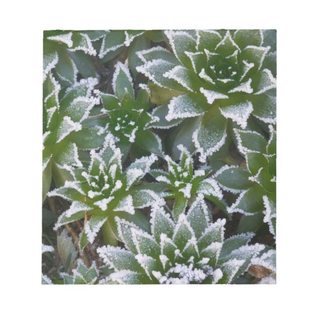 Bloc De Notas suculenta Hen & Chicks con escarcha temprano (Frente)