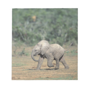 Bloc De Notas Sudáfrica, Parque Nacional Addo Elephant. Bebé