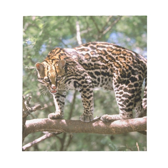 Bloc De Notas Sudamérica, Ecuador, Amazonia. Ocelote (Frente)
