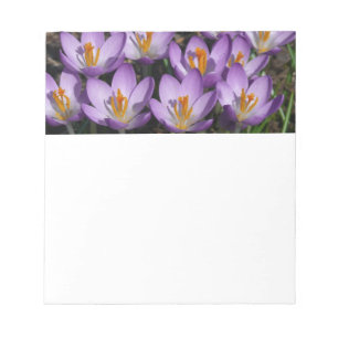 Bloc De Notas Sunny Purple Crocuses