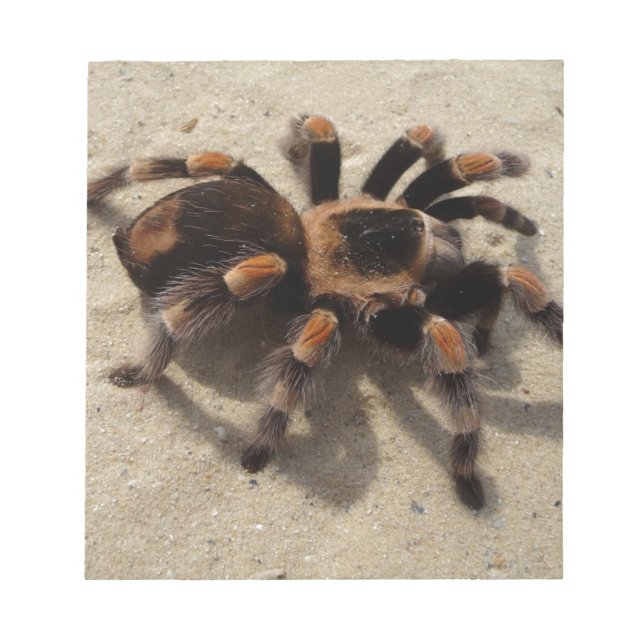 Bloc De Notas Tarantula brachypelma rodilla roja venenosa (Frente)